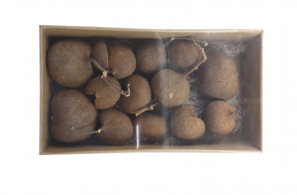 Budha Nut VE 12 St