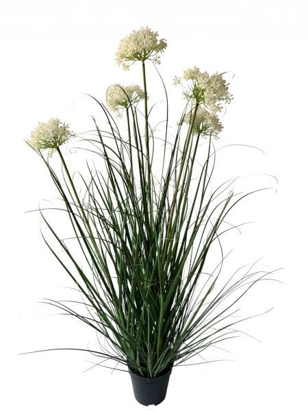 Allium Gras im Topf 103 cm