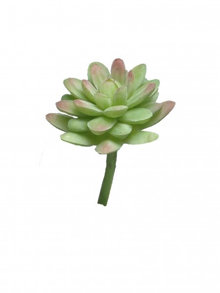 Sedum-Pick