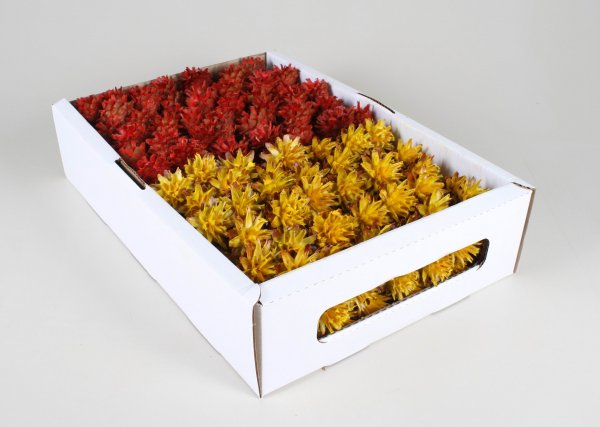 Plumosum Sortiment VE 40 St