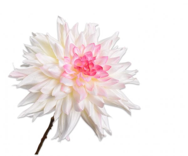 Dahlie 65cm