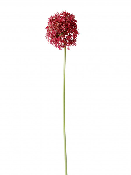 Allium 80 cm