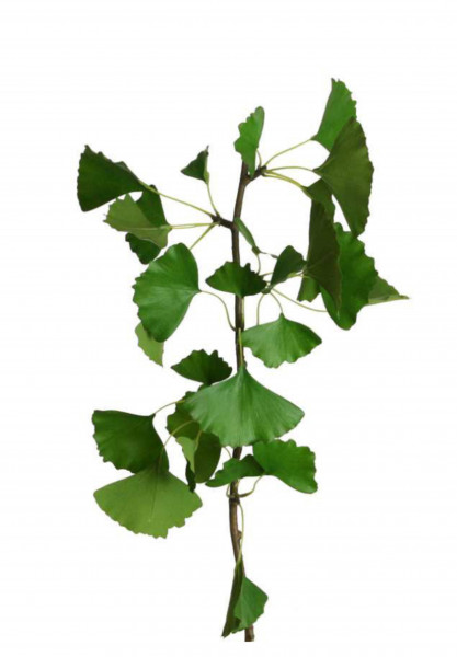 Ginkgozweig