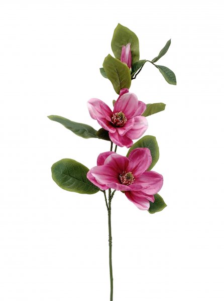 Magnolie 102 cm