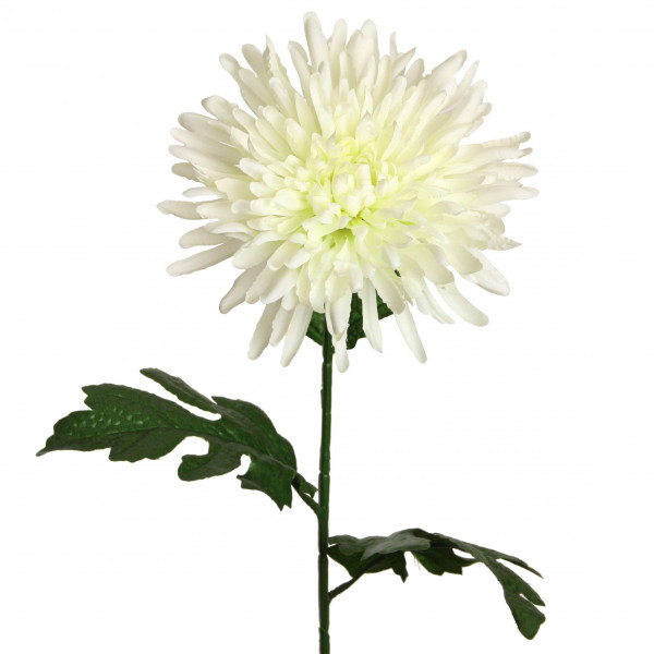 Chrysantheme