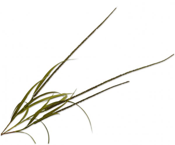 Graszweig 135 cm