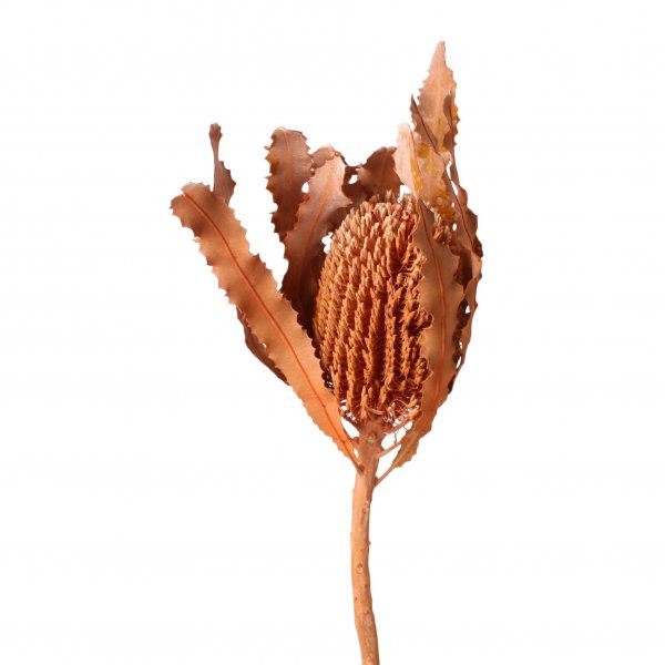 Banksia Menziesii VE 12 St