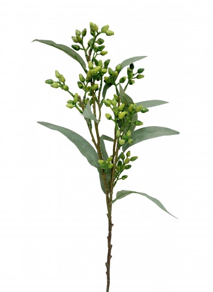 Eucalyptus Knospe 53 cm