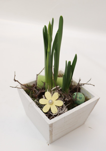 Topf mit Nazisse weiß-gelb L/B14cm H30cm -frisch-