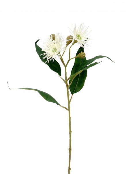 Eucalyptus Blüte 48 cm
