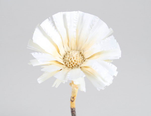 Protea Repens Base VE 50 St