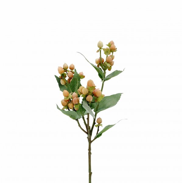 Hypericum 48 cm
