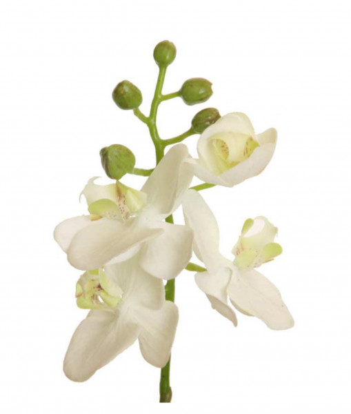 Phalaenopsis