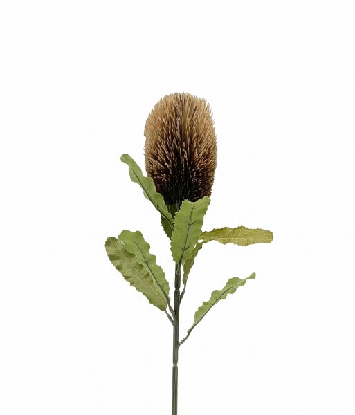 Banksia bn 65cm