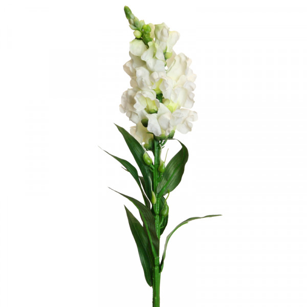 Löwenmäulchen 59 cm