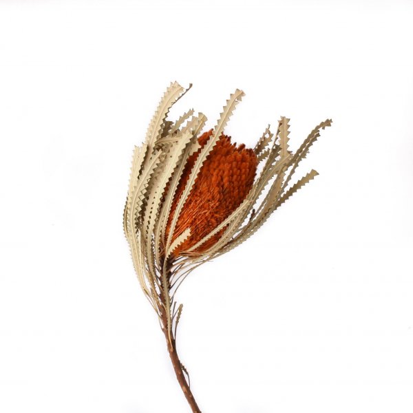 Banksia Hookerana VE 12 St