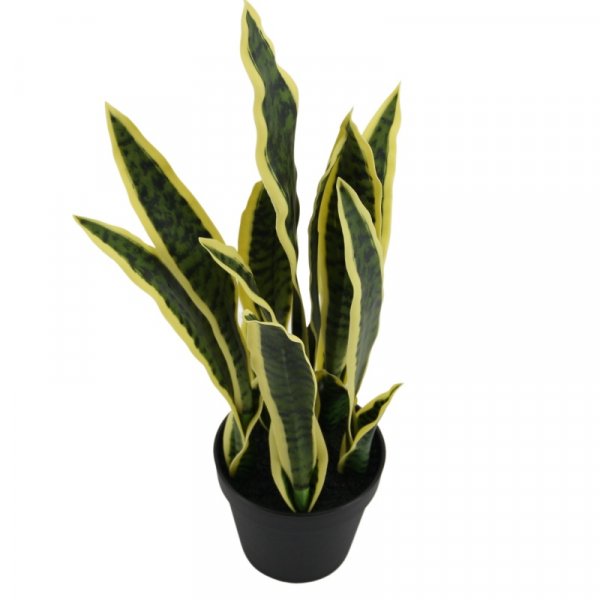 Sansevieria getopft 50 cm