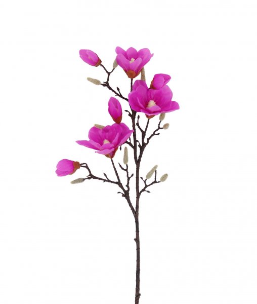 Magnolie 102 cm