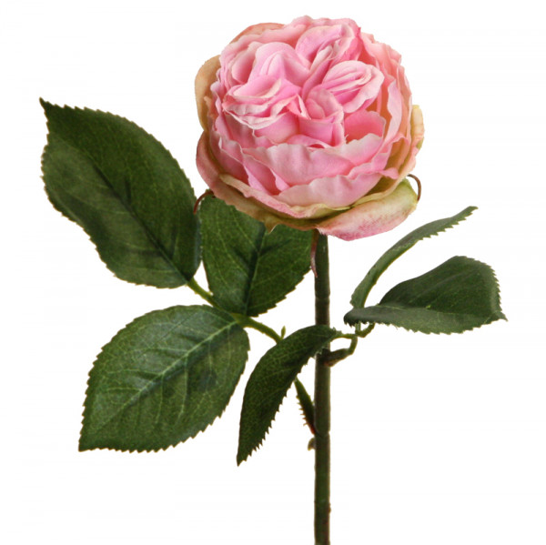 Englisch Rose 37 cm