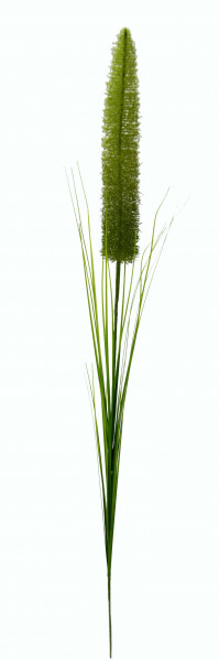 Fuchsschwanzgras