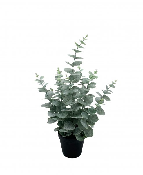 Eukalyptus getopft 49,5 cm