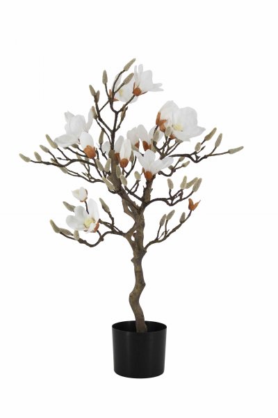 Magnolienbaum getopft 85 cm