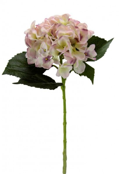Hortensie