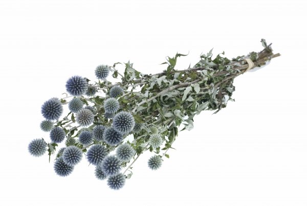 Echinops Bund ca. 55 cm