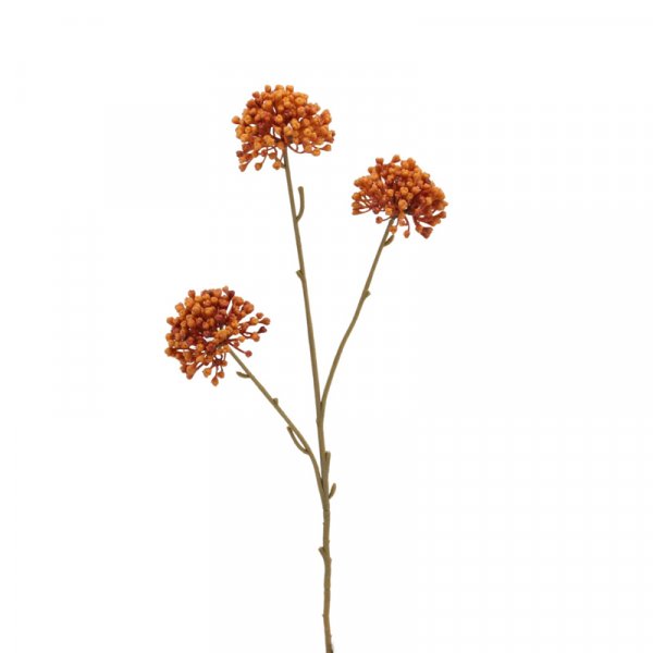 Allium 60 cm