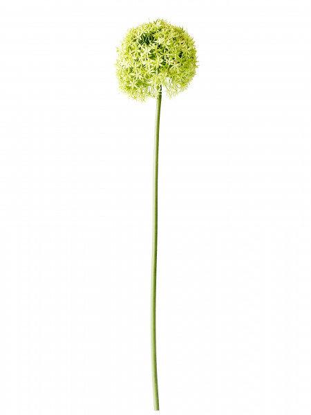 Allium 90 cm