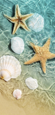 Banner Starfish