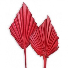 Palmspeer VE 75 St