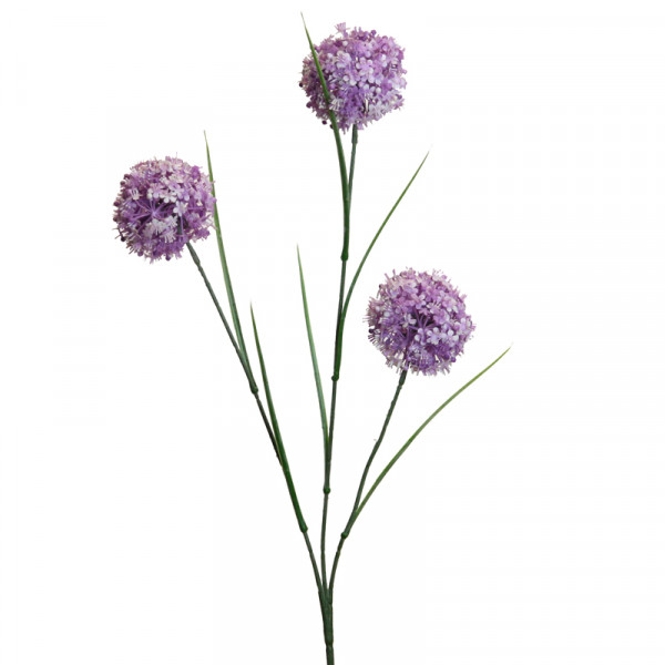 Allium 65 cm