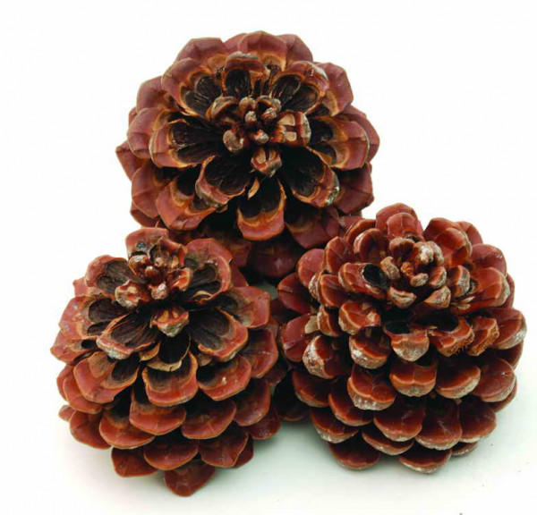 Pinus Pinea VE 100 St