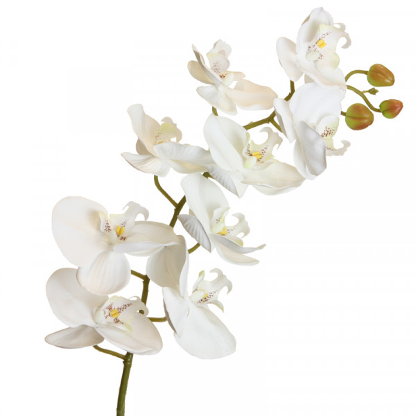 Phalaenopsis Orchidee 100 cm