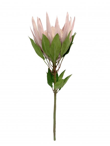 King Protea 60 cm