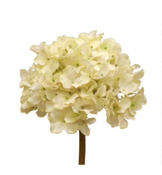 Hortensie