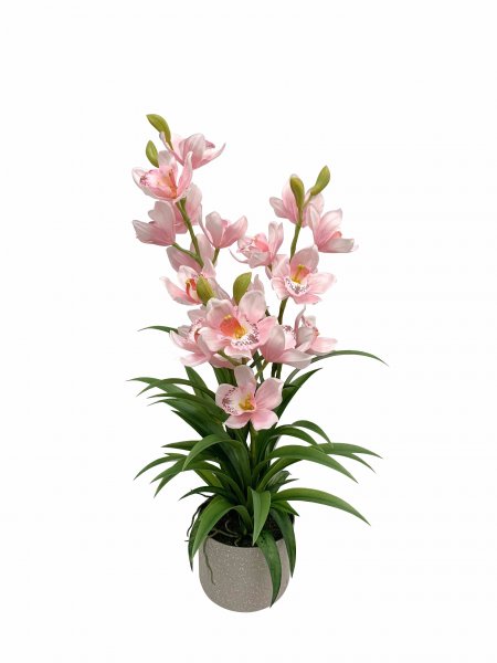 Cymbidie Orchidee getopft 58 cm
