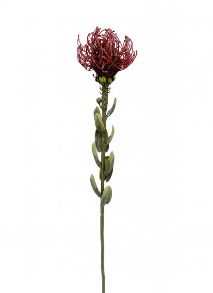 Banksia Small 59 cm