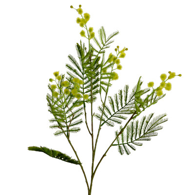 Mimose