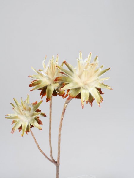 Leucospernum VE 20 St