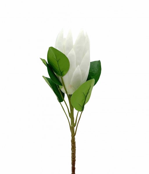 Kingprotea 72 cm