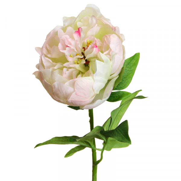 Pfingstrose cr-rs L68cm