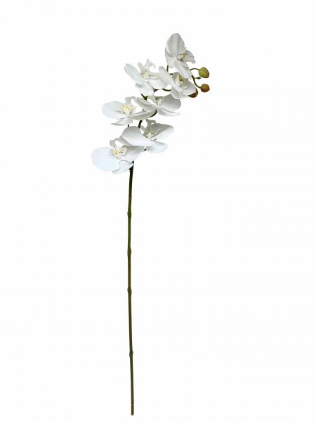 Phaleanopsis 85 cm