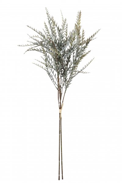 Grevillea-Bund 70 cm