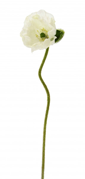 Mohnblume