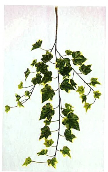 Mini Efeuzweig