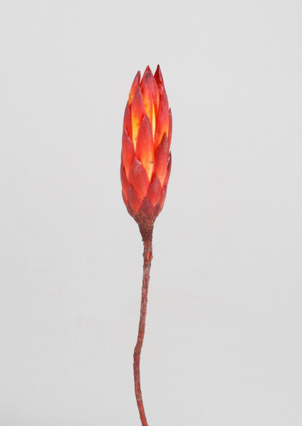 Protea Repens Bud VE 300 St