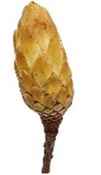 Protea Repens Bud VE 300 St