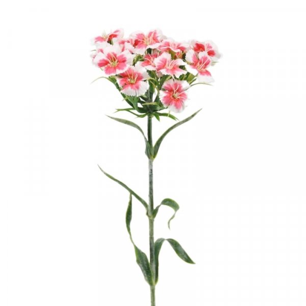 Dianthus 55 cm